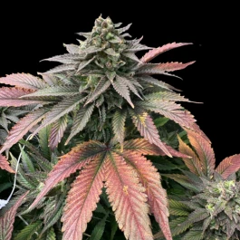 GRTFLIM008-003 - GRATEFUL SEEDS - BOOBIES FEM (LIMITED EDITION) | 3 SAMEN