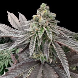 GRTFLIM009-005 - GRATEFUL SEEDS - HONEY PAM FEM (LIMITED EDITION) | 5 SAMEN