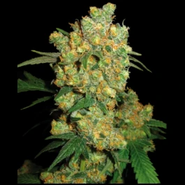 SS1562501 - SENSI SEEDS BANK - BIG BUD FEM | 25 SAMEN