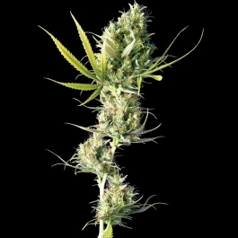 SS1560320 - SENSI SEEDS BANK - DURBAN FEM | 3 SAMEN