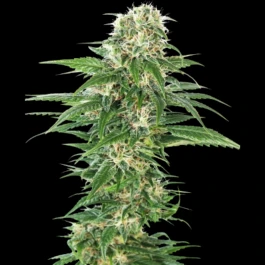 SS1560607 - SENSI SEEDS BANK - EARLY SKUNK AUTOMATIC FEM | 5 SAMEN