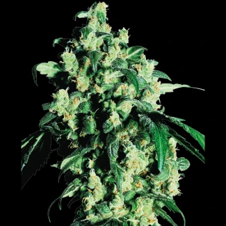 SS1500021 - SENSI SEEDS BANK - SUPER SKUNK REG | 10 SAMEN