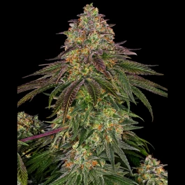 SS1560335 - SENSI SEEDS BANK - SWEET CHERRY KUSH FEM | 3 SAMEN