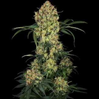 SS1530333 - SENSI SEEDS RESEARCH - ALOHA OG FEM | 3 SAMEN
