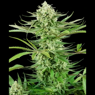 SS1530329 - SENSI SEEDS RESEARCH - CASHEW KUSH FEM | 3 SAMEN