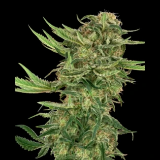 SS1530316 - SENSI SEEDS RESEARCH - N13 KUSH FEM | 3 SAMEN