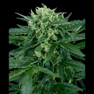SS1530319 - SENSI SEEDS RESEARCH - SENSI AMNESIA AUTO FEM | 3 SAMEN