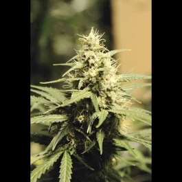 SEX005MILLE - SEEDSALAD - AUTO SUPER SKUNK FEM | 1000 SAMEN