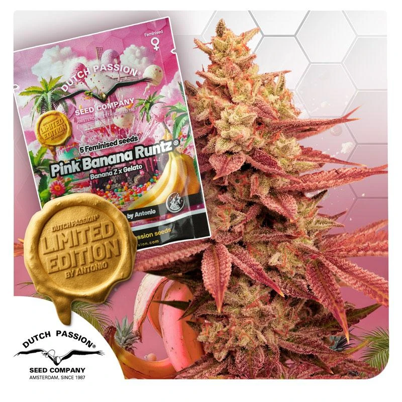 DP15352 - DUTCH PASSION - PINK BANANA RUNTZ FEM (LIMITED EDITION) | 5 SAMEN