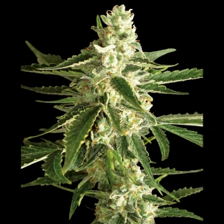 WL15202520 - WHITE LABEL - WHITE DIESEL HAZE AUTO | 5 SAMEN