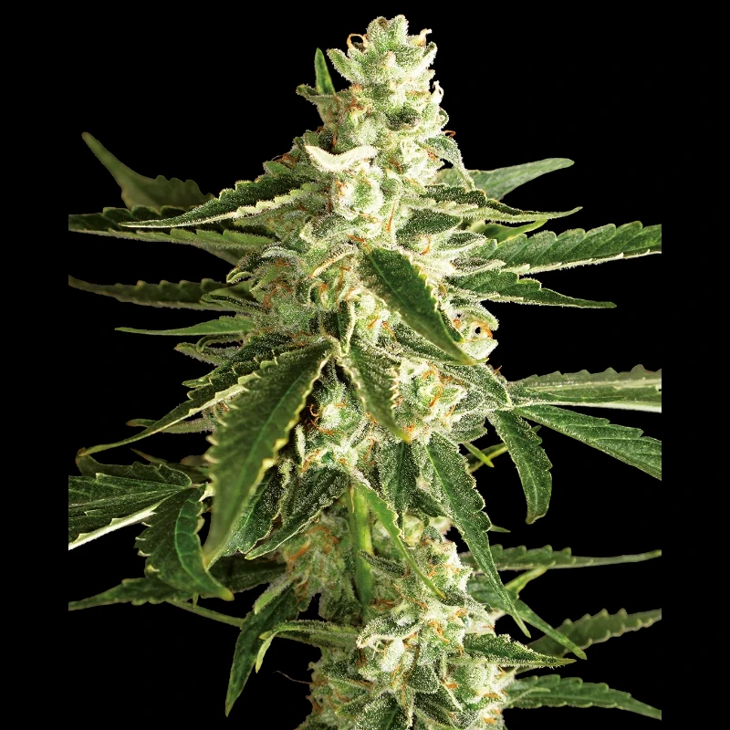WL15202520 - WHITE LABEL - WHITE DIESEL HAZE AUTO | 5 SAMEN