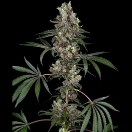 WL1520344 - WHITE LABEL - CHEMBERRIES FEM | 3 SAMEN