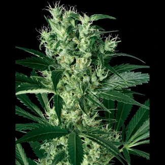 WL1520501 - WHITE LABEL - X HAZE FEM | 5 SAMEN