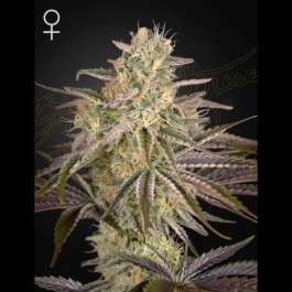 GHSCLW5F - GREEN HOUSE SEED CO. - CLOUD WALKER FEM | 5 SAMEN