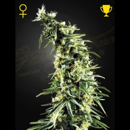 GHHAWS03 - GREEN HOUSE SEED CO. - HAWAIIAN SNOW FEM | 3 SAMEN