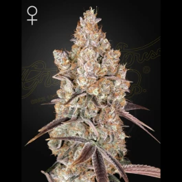 GHHOLYSNW03 - GREEN HOUSE SEED CO. - HOLY SNOW FEM | 3 SAMEN