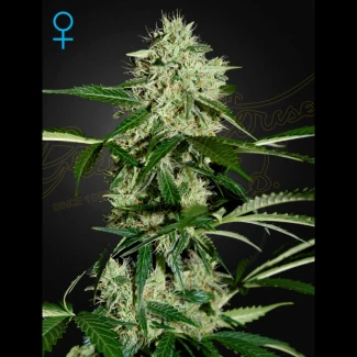 GHNLA5 - GREEN HOUSE SEED CO. - NORDLICHT AUTOFLOWERING FEM | 5 SAMEN