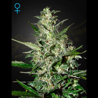 IGHSPA5 - GREEN HOUSE SEED CO. - SUPER CRITICAL AUTOFLOWERING FEM | 5 SAMEN