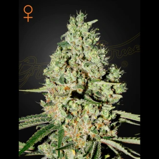 GHSCSUPCRITF5 - GREEN HOUSE SEED CO. - SUPER CRITICAL FEM | 5 SAMEN