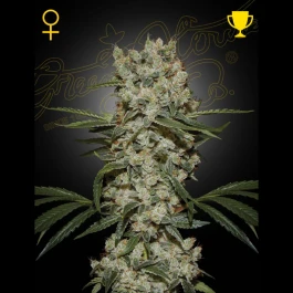 GH8717729825939 - GREEN HOUSE SEED CO. - SUPER LEMON HAZE FEM | 1 SAMEN