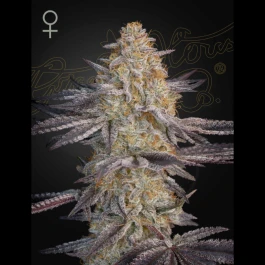 GHSSLRS03F - GREEN HOUSE SEED CO. - SUPER LEMON HAZE X RS11 FEM | 3 SAMEN