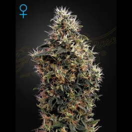 GHSMA5 - GREEN HOUSE SEED CO. - SWEET MANGO AUTO FEM | 5 SAMEN