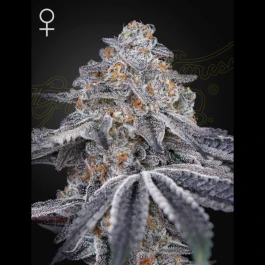 GHVELVETM03 - GREEN HOUSE SEED CO. - VELVET MOON FEM | 3 SAMEN