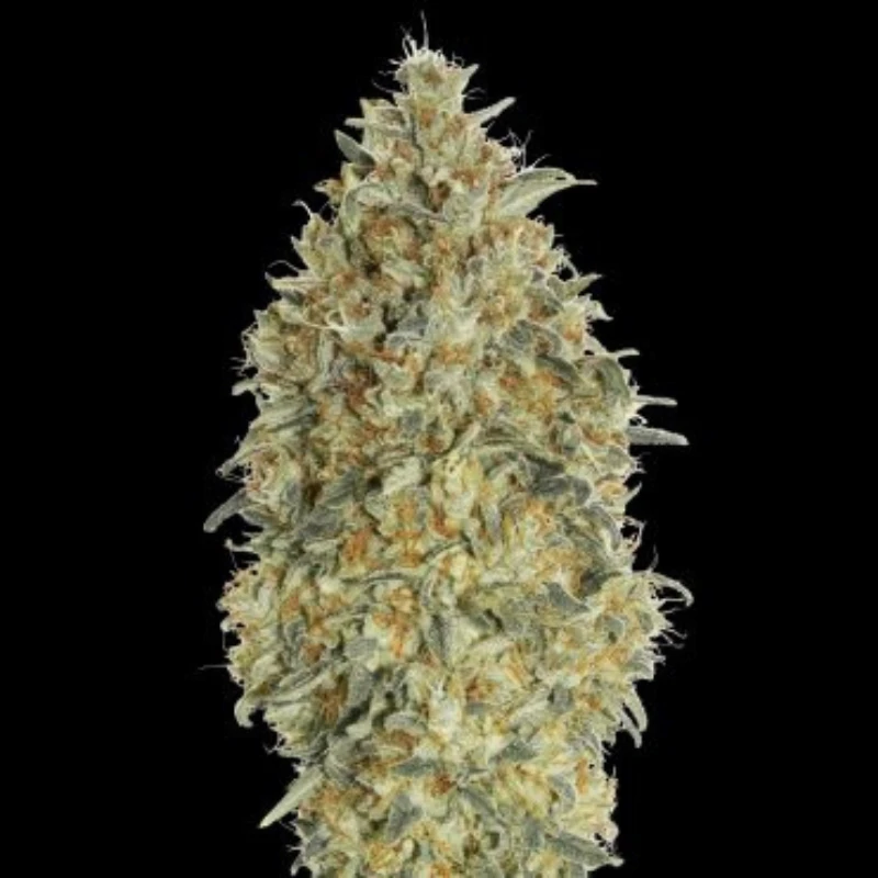ADVSGBA0003 - ADVANCED SEEDS - AUTO GORILLA BLUE FEM | 3 SAMEN