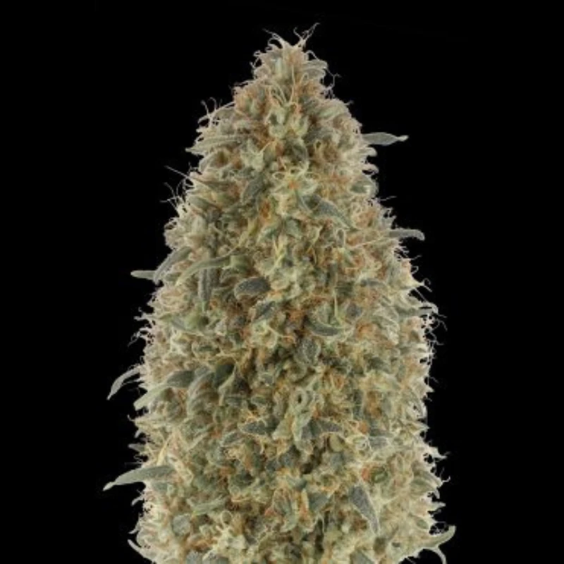ADVSGB0003 - ADVANCED SEEDS - GORILLA BLUE FEM | 3 SAMEN