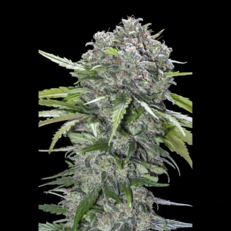 ADVSSBB0003 - ADVANCED SEEDS - SAN BACIO BURGER FEM | 3 SAMEN
