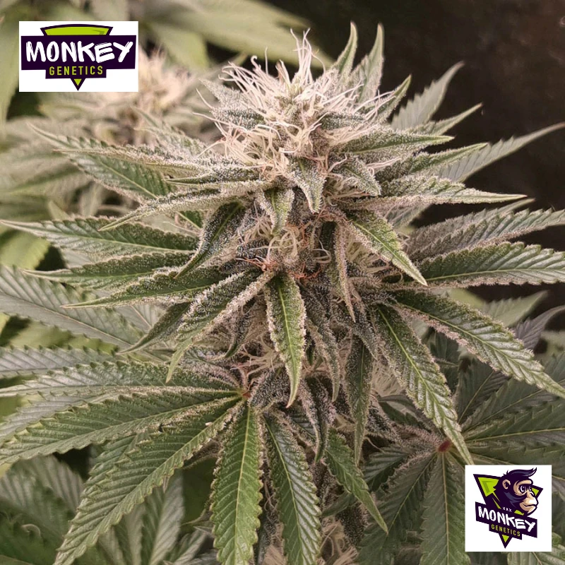 MNKGFMF0003 - GENETICS - FUNKY MONKEY SOUR FEM | 3 SAMEN
