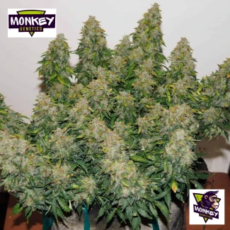 MNKGJFWA0003 - MONKEY GENETICS - JACK FROST WIDOW AUTO FEM | 3 SAMEN
