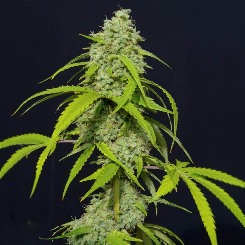 SEVOKAF0003 - EVA SEEDS - ORANGE KUSH AUTO FEM | 3+1 Free SAMEN
