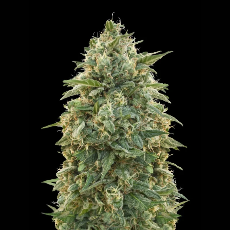 ADVSAMN0003 - ADVANCED SEEDS - AMNESIA FEM | 3 SAMEN