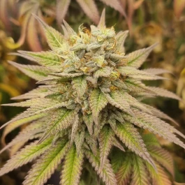 MNKGMHF0003 - MONKEY GENETICS - MONKEY HAZE FEM | 3 SAMEN