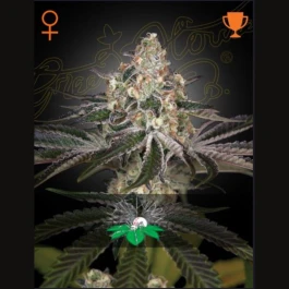 GHWWF1 - GREEN HOUSE SEED CO. - WHITE WIDOW FEM | 1 SAMEN