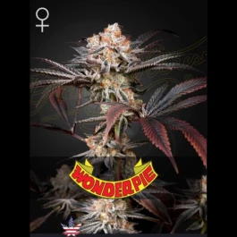 GHSWP3F - GREEN HOUSE SEED CO. - WONDER PIE FEM | 3 SAMEN
