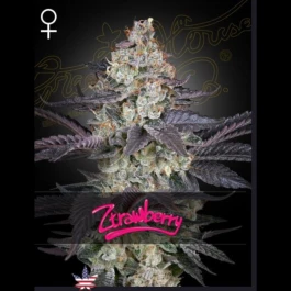 GHZTM01 - GREEN HOUSE SEED CO. - ZTRAWBERRY FEM | 1 SAMEN