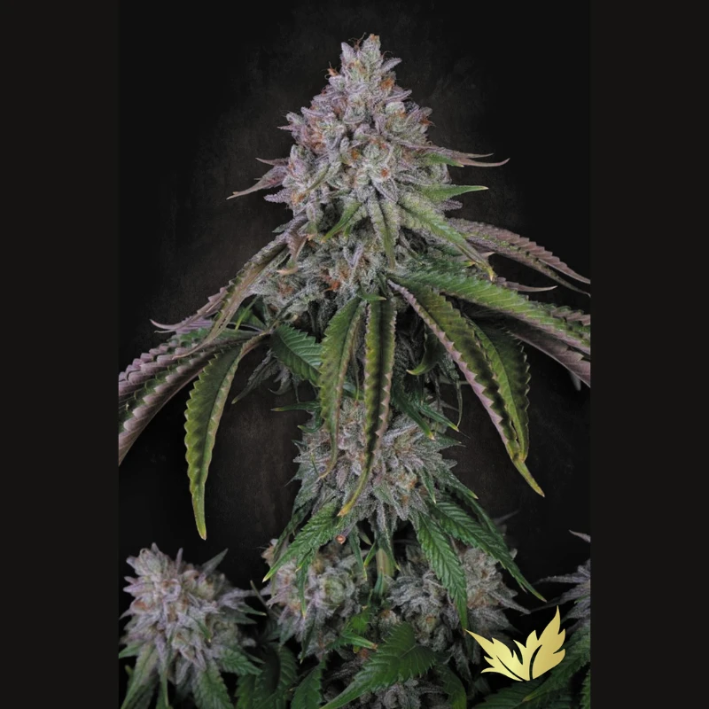 PS0586 - PARADISE SEEDS - VELVET MIST FEM | 3 SAMEN