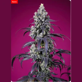 SWTCXLA003 - SWEET SEEDS - TROPICANNA CHERRY XL AUTO® FEM (SWS122) | 3+1 SAMEN