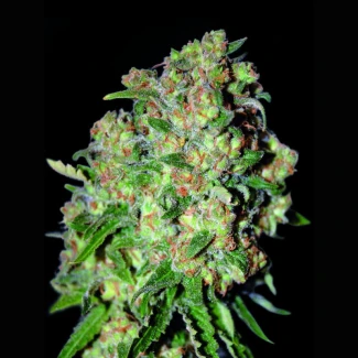 ADVSC0100 - ADVANCED SEEDS - CRITICAL FEM | 100 SAMEN
