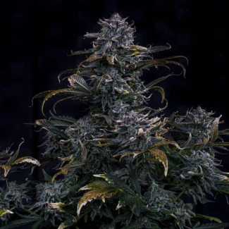 MPHG4AM0003A - MEPHISTO GENETICS - 4 ASSED MONKEY AUTO FEM | 3+2 SAMEN