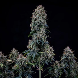 MPHGAVT0003A - MEPHISTO GENETICS - ALIEN VS: TRIANGLE AUTO FEM | 3+2 SAMEN