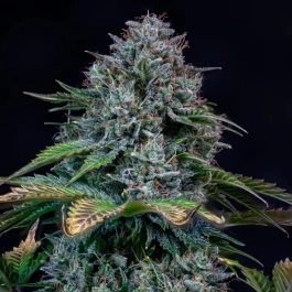 MPHGCDC0003A - MEPHISTO GENETICS - CREME DE LA CHEM AUTO FEM | 3+2 SAMEN