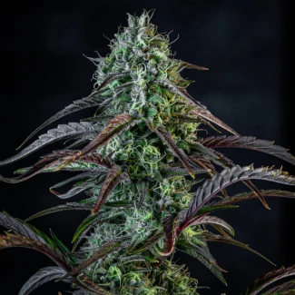 MPHGINB0003A - MEPHISTO GENETICS - ICE 'N' BAKED AUTO FEM | 3+2 SAMEN