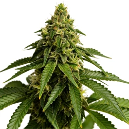 GRTFORI010-003 - GRATEFUL SEEDS - BLUE NAP FEM (ORIGINAL EDITION) | 3 SAMEN