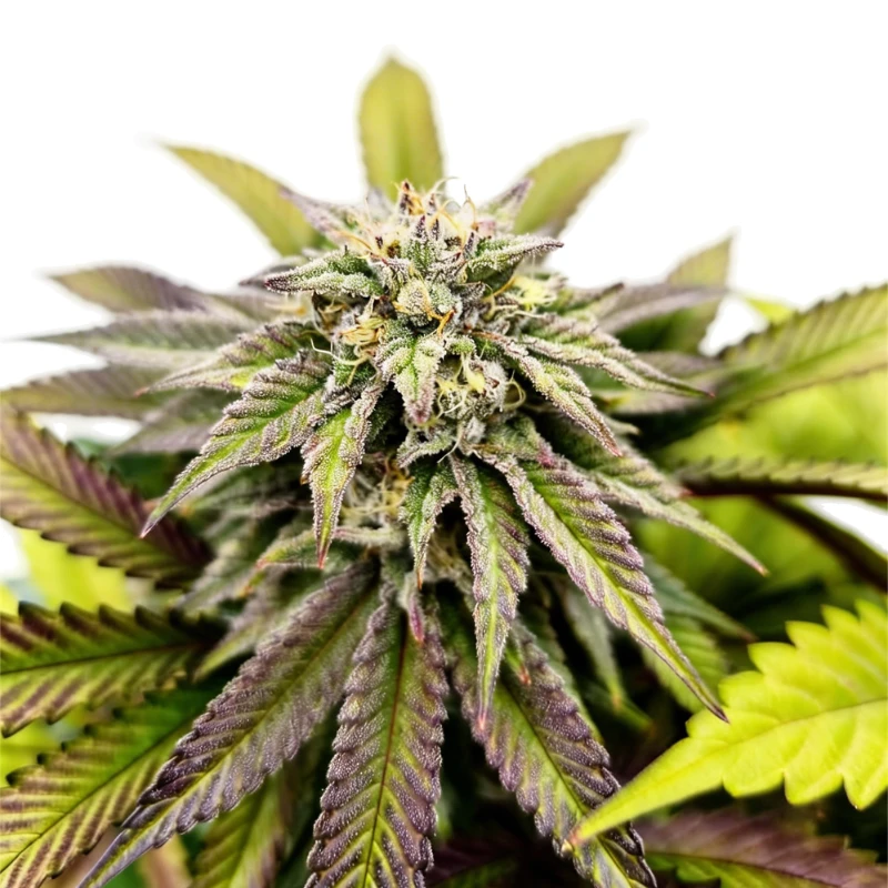 GRTFONE009-005 - GRATEFUL SEEDS - VOLTUS Z FEM (ONE SHOT EDITION) | 5 SEEDS