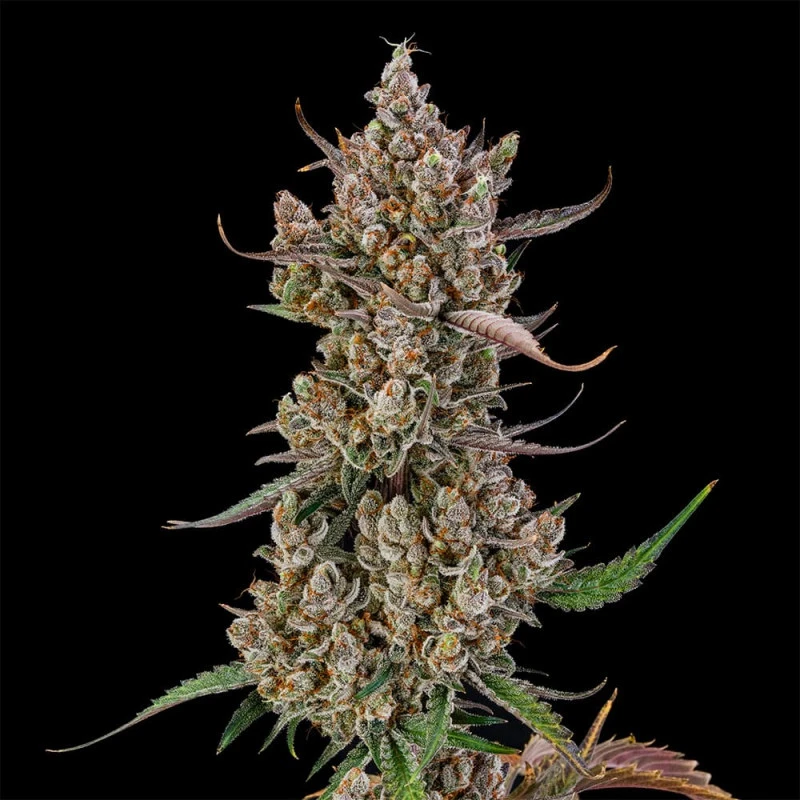 SILSRB003AF - SILENT SEEDS - RAINBOW BREATH AUTO FEM | 3 SAMEN