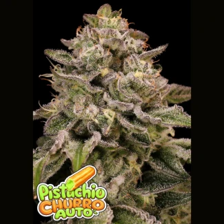 ANSPCAF0003 - ANESIA SEEDS - PISTACHIO CHURRO AUTO FEM | 3 SAMEN