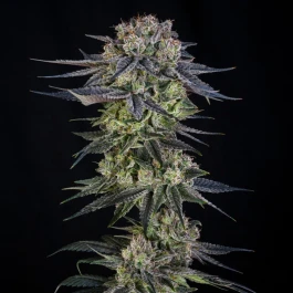SILS036F005 - SILENT SEEDS - JULIAN MARLEY SPECIAL JULIAN MARLEY FEM | 5 SAMEN